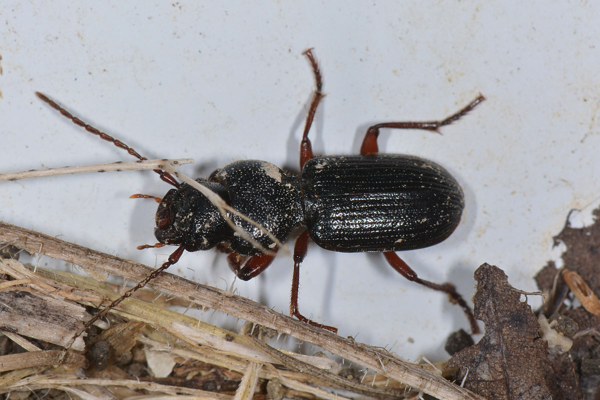 Carabidae: Carterus fulvipes